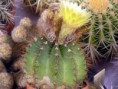 /album/fotogaleria-fotogaleria/notocactus-glaucinus-v-gracilis-2737-%2c-95486%2c-sa-%c2%b494-jpg/